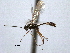  ( - CNCHYM 08954)  @11 [ ] CreativeCommons - Attribution (2012) CNC/CBG Photography Group Centre for Biodiversity Genomics
