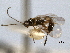  ( - CNCHYM 08955)  @11 [ ] CreativeCommons - Attribution (2012) CNC/CBG Photography Group Centre for Biodiversity Genomics