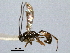  ( - CNCHYM 08956)  @11 [ ] CreativeCommons - Attribution (2012) CNC/CBG Photography Group Centre for Biodiversity Genomics