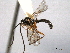  ( - CNCHYM 09147)  @11 [ ] CreativeCommons - Attribution (2012) CNC/CBG Photography Group Centre for Biodiversity Genomics