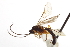  ( - CNCHYM 09219)  @11 [ ] CreativeCommons - Attribution (2012) CNC/CBG Photography Group Centre for Biodiversity Genomics