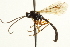  ( - CNCHYM 09271)  @11 [ ] CreativeCommons - Attribution (2012) CNC/CBG Photography Group Centre for Biodiversity Genomics