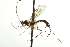  ( - CNCHYM 09320)  @11 [ ] CreativeCommons - Attribution (2012) CNC/CBG Photography Group Centre for Biodiversity Genomics