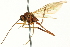  ( - CNCHYM 012582)  @11 [ ] CreativeCommons - Attribution (2012) CNC/CBG Photography Group Centre for Biodiversity Genomics