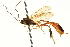  ( - CNCHYM 012755)  @11 [ ] CreativeCommons - Attribution (2012) CNC/CBG Photography Group Centre for Biodiversity Genomics