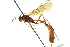  ( - CNCHYM 012760)  @11 [ ] CreativeCommons - Attribution (2012) CNC/CBG Photography Group Centre for Biodiversity Genomics