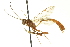  ( - CNCHYM 012794)  @11 [ ] CreativeCommons - Attribution (2012) CNC/CBG Photography Group Centre for Biodiversity Genomics