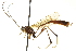  ( - CNCHYM 012799)  @14 [ ] CreativeCommons - Attribution (2012) CNC/CBG Photography Group Centre for Biodiversity Genomics