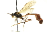  (Aphanistes nigrorufus - CNCHYM 012802)  @11 [ ] CreativeCommons - Attribution (2012) CNC/CBG Photography Group Centre for Biodiversity Genomics