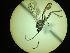  ( - CNC1160785)  @11 [ ] CreativeCommons - Attribution (2019) Her Majesty the Queen in Right of Canada Canadian National Collection of Insects, Arachnids and Nematodes