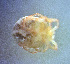  (Atractides disabatinoi - CCDB-44301-H06)  @11 [ ] CreativeCommons - Attribution Share-Alike (2023) Unspecified University of Montenegro, Faculty of Sciences and Mathematics, Department of Biology, Podgorica