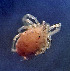  (Atractides robustus - CCDB_39397_G01_)  @11 [ ] CreativeCommons - Attribution Share-Alike (2022) Unspecified University of Montenegro, Faculty of Sciences and Mathematics, Department of Biology, Podgorica