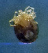  ( - CCDB_39397_H05)  @11 [ ] CreativeCommons - Attribution Share-Alike (2022) Unspecified University of Montenegro, Faculty of Sciences and Mathematics, Department of Biology, Podgorica