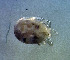  (Atractides trapeziformis - CCDB_39398_E04)  @11 [ ] CreativeCommons - Attribution Share-Alike (2022) Unspecified University of Montenegro, Faculty of Sciences and Mathematics, Department of Biology, Podgorica