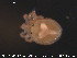  ( - HYDCA24)  @12 [ ] CreativeCommons - Attribution Non-Commercial Share-Alike (2015) NTNU University Museum, Department of Natural History NTNU University Museum, Department of Natural History
