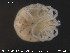  ( - HYDCA42)  @12 [ ] CreativeCommons - Attribution Non-Commercial Share-Alike (2015) NTNU University Museum, Department of Natural History NTNU University Museum, Department of Natural History