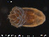  ( - HYDCA63)  @12 [ ] CreativeCommons - Attribution Non-Commercial Share-Alike (2015) NTNU University Museum, Department of Natural History NTNU University Museum, Department of Natural History
