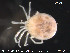  (Atractides nodipalpis - HYDCA65)  @13 [ ] CreativeCommons - Attribution Non-Commercial Share-Alike (2015) NTNU University Museum, Department of Natural History NTNU University Museum, Department of Natural History