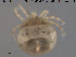  ( - HYDCA6)  @11 [ ] CreativeCommons - Attribution Non-Commercial Share-Alike (2015) NTNU University Museum, Department of Natural History NTNU University Museum, Department of Natural History