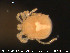 ( - HYDCA71)  @12 [ ] CreativeCommons - Attribution Non-Commercial Share-Alike (2015) NTNU University Museum, Department of Natural History NTNU University Museum, Department of Natural History
