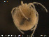  ( - HYDCA79)  @12 [ ] CreativeCommons - Attribution Non-Commercial Share-Alike (2015) NTNU University Museum, Department of Natural History NTNU University Museum, Department of Natural History