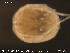  ( - HYDCA81)  @12 [ ] CreativeCommons - Attribution Non-Commercial Share-Alike (2015) NTNU University Museum, Department of Natural History NTNU University Museum, Department of Natural History