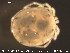  ( - HYDCA89)  @12 [ ] CreativeCommons - Attribution Non-Commercial Share-Alike (2015) NTNU University Museum, Department of Natural History NTNU University Museum, Department of Natural History