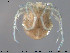  ( - HYDCA9)  @13 [ ] CreativeCommons - Attribution Non-Commercial Share-Alike (2015) NTNU University Museum, Department of Natural History NTNU University Museum, Department of Natural History