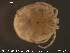  ( - HYDCA90)  @13 [ ] CreativeCommons - Attribution Non-Commercial Share-Alike (2015) NTNU University Museum, Department of Natural History NTNU University Museum, Department of Natural History