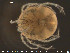  ( - HYDCA91)  @13 [ ] CreativeCommons - Attribution Non-Commercial Share-Alike (2015) NTNU University Museum, Department of Natural History NTNU University Museum, Department of Natural History