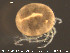  ( - HYDCA91)  @13 [ ] CreativeCommons - Attribution Non-Commercial Share-Alike (2015) NTNU University Museum, Department of Natural History NTNU University Museum, Department of Natural History
