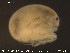  (Oxus carpenteri - HYDCA92)  @12 [ ] CreativeCommons - Attribution Non-Commercial Share-Alike (2015) NTNU University Museum, Department of Natural History NTNU University Museum, Department of Natural History
