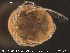  ( - HYDCA93)  @13 [ ] CreativeCommons - Attribution Non-Commercial Share-Alike (2015) NTNU University Museum, Department of Natural History NTNU University Museum, Department of Natural History