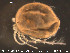  ( - HYDCA93)  @13 [ ] CreativeCommons - Attribution Non-Commercial Share-Alike (2015) NTNU University Museum, Department of Natural History NTNU University Museum, Department of Natural History