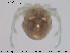  ( - HYDCA9)  @12 [ ] CreativeCommons - Attribution Non-Commercial Share-Alike (2015) NTNU University Museum, Department of Natural History NTNU University Museum, Department of Natural History