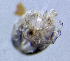  ( - CCDB-48498-C10)  @11 [ ] CreativeCommons - Attribution Share-Alike (2024) Unspecified University of Montenegro, Faculty of Sciences and Mathematics, Department of Biology, Podgorica