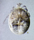  ( - CCDB-48498-C11)  @11 [ ] CreativeCommons - Attribution Share-Alike (2024) Unspecified University of Montenegro, Faculty of Sciences and Mathematics, Department of Biology, Podgorica