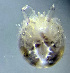  (Atractides nikooae - CCDB-48498-D11)  @11 [ ] CreativeCommons - Attribution Share-Alike (2024) Unspecified University of Montenegro, Faculty of Sciences and Mathematics, Department of Biology, Podgorica