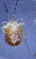  (Atractides graecus - CCDB-48498-F07)  @11 [ ] CreativeCommons - Attribution Share-Alike (2024) Unspecified University of Montenegro, Faculty of Sciences and Mathematics, Department of Biology, Podgorica
