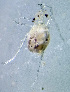  (Atractides lunipes - CCDB-48498-F08)  @11 [ ] CreativeCommons - Attribution Share-Alike (2024) Unspecified University of Montenegro, Faculty of Sciences and Mathematics, Department of Biology, Podgorica