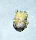  (Protzia longiacetabulata - CCDB-48498-G10)  @11 [ ] CreativeCommons - Attribution Share-Alike (2024) Unspecified University of Montenegro, Faculty of Sciences and Mathematics, Department of Biology, Podgorica