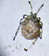  ( - CCDB-48498-H02)  @11 [ ] CreativeCommons - Attribution Share-Alike (2024) Unspecified University of Montenegro, Faculty of Sciences and Mathematics, Department of Biology, Podgorica