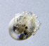 ( - CCDB-48498-C09)  @11 [ ] CreativeCommons - Attribution Share-Alike (2024) Unspecified University of Montenegro, Faculty of Sciences and Mathematics, Department of Biology, Podgorica