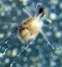  ( - CCDB_39399_D02)  @11 [ ] CreativeCommons - Attribution Share-Alike (2023) Unspecified University of Montenegro, Faculty of Sciences and Mathematics, Department of Biology, Podgorica