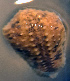  ( - CCDB 41823 E09)  @11 [ ] CreativeCommons - Attribution Share-Alike (2022) Unspecified University of Montenegro, Faculty of Sciences and Mathematics, Department of Biology, Podgorica