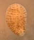  (Alboglossiphonia striata - CCDB 41823 F02)  @11 [ ] CreativeCommons - Attribution Share-Alike (2022) Unspecified University of Montenegro, Faculty of Sciences and Mathematics, Department of Biology, Podgorica