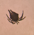  (Aturus uttarakhandensis - CCDB 41823 G04)  @11 [ ] CreativeCommons - Attribution Share-Alike (2022) Unspecified University of Montenegro, Faculty of Sciences and Mathematics, Department of Biology, Podgorica