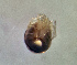  (Monatractides oxystomus - CCDB 41823 G08)  @11 [ ] CreativeCommons - Attribution Share-Alike (2022) Unspecified University of Montenegro, Faculty of Sciences and Mathematics, Department of Biology, Podgorica