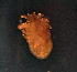  (Monatractides tuzovskyi - CCDB 41823 H11)  @11 [ ] CreativeCommons - Attribution Share-Alike (2022) Unspecified University of Montenegro, Faculty of Sciences and Mathematics, Department of Biology, Podgorica