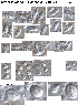  ( - X53)  @12 [ ] Copyright  P. Schuchert Natural History Museum of Geneva